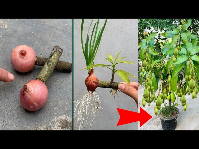 UNIQUE TECHNIQUE uses coca cola and onions to propagate super fast growing mango trees