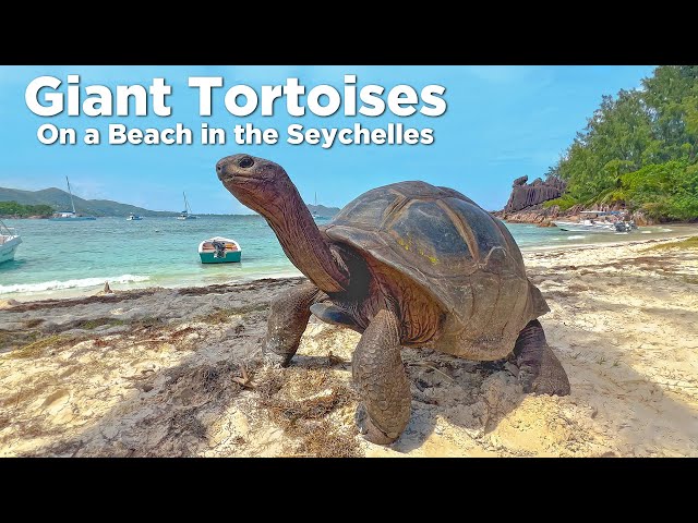 Giant Tortoises Take Over the Beaches of the Seychelles!