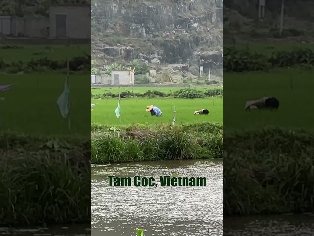 Tam Coc, Vietnam | Ninh Binh Vietnam Rice Fields | Retirement Travelers #shorts