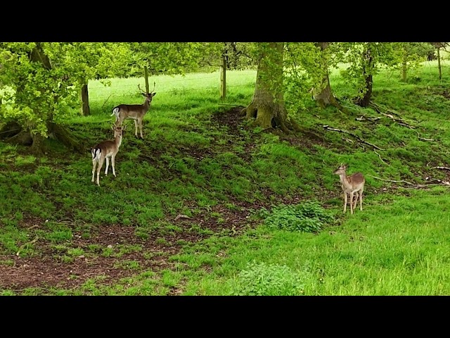 Cannock Chase Roe Deer 4th May 2024