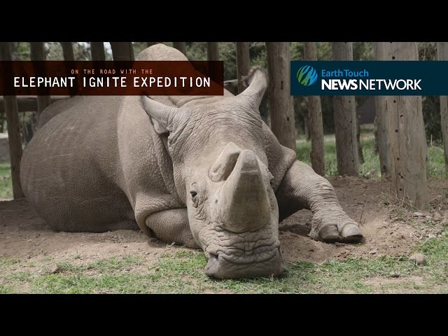 Facing Extinction: an encounter with the last male northern white rhino