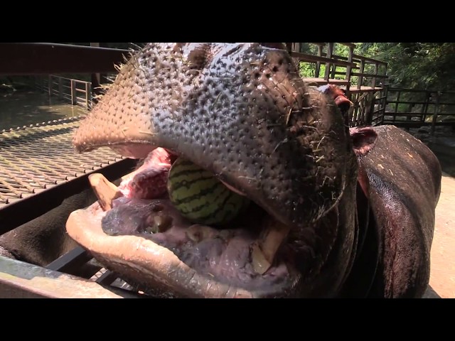 Hippo eats a whole watermelon