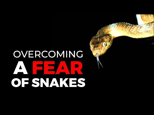 Overcoming a Fear of Snakes in 3 Minutes