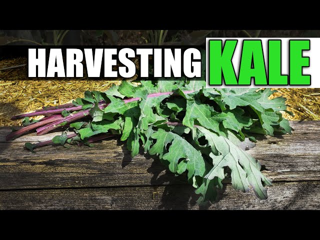 Harvesting Kale - Garden Quickie Episode 67