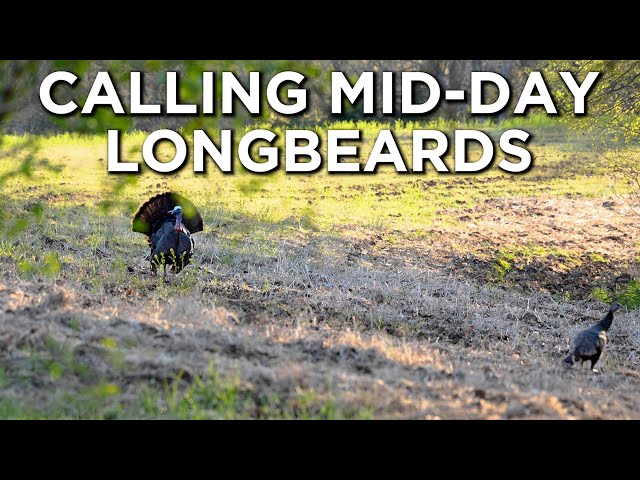 CALLING TO Longbeards Midday | Call Breakdown For A Midday Hunt Scenario!!
