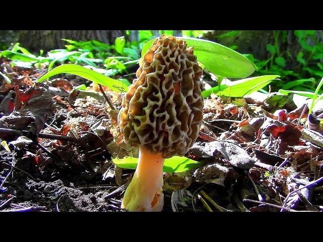 Wild Food Foraging- Yellow Morel Mushrooms