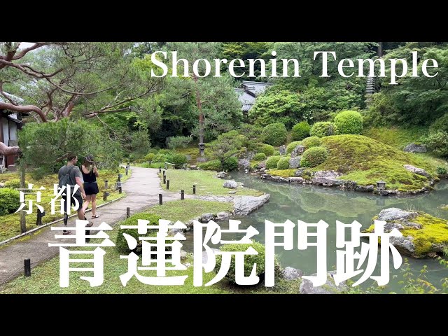2023年6月8日 【京都ぶらり】 新緑の青蓮院門跡を散策 Walking around Shorenin Temple,Kyoto 【4K】