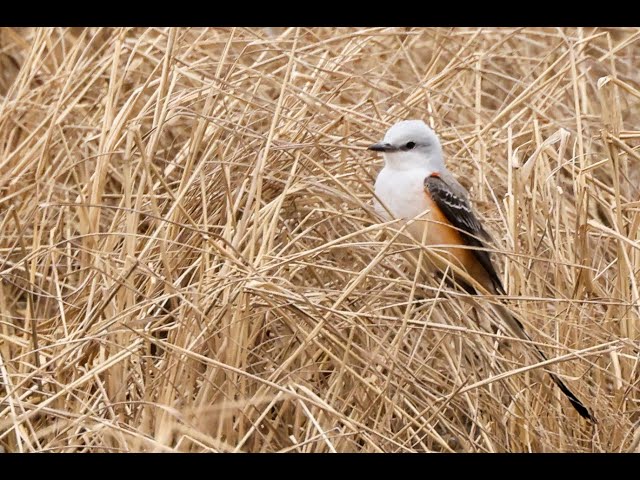 San Antonio Birding Success With Thirty Plus Species on Camera at Mitchell Lake Audubon Center
