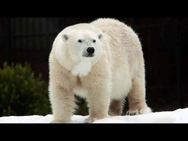 Live Polar Bear Cam - San Diego Zoo