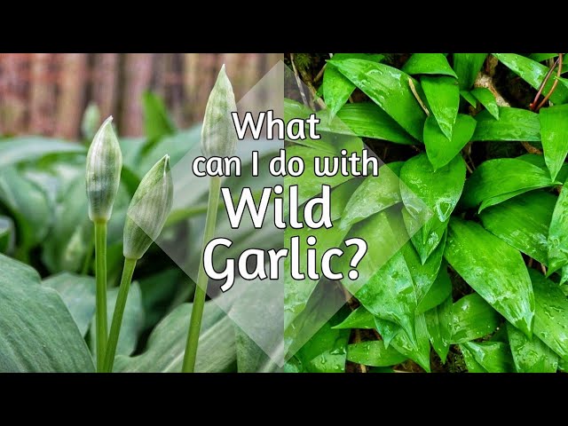 Top things to do with Wild Garlic (That don't include pesto!)