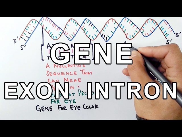What is a GENE ? A Molecular Approach