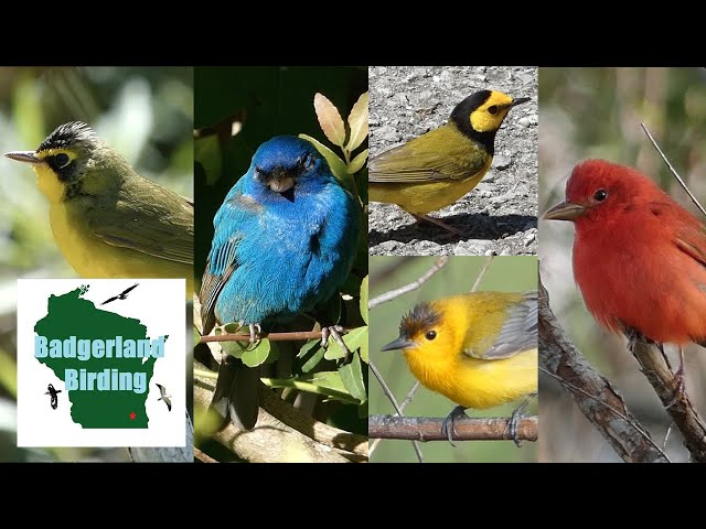 CRAZY Spring Migration Birding in Louisiana