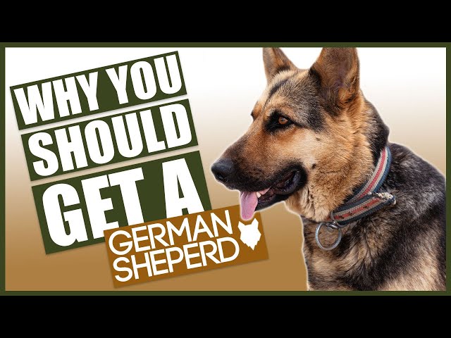 GERMAN SHEPHERD! 5 Reasons Why YOU SHOULD GET a German Shepherd!