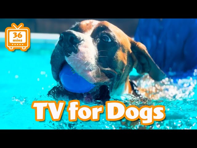 Dogs Swimming - Dog TV for Dogs Separation Anxiety | Farm Family Simple Life | Happy Dog Videos