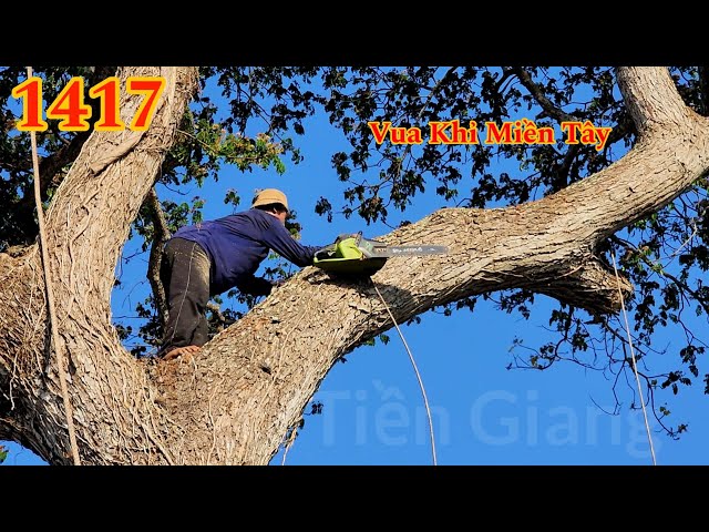 Vua Khỉ Miền Tây đã cưa xong cây Còng khủng ở Miếu Bà Chúa Xứ ra sao ? (4/4) Cutting tree