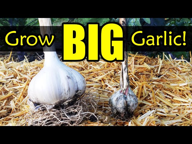 Grow Bigger Garlic! 10 Common Garlic Growing Mistakes To Avoid