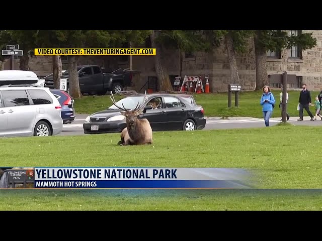 Second elk attack in Yellowstone Park caught on video