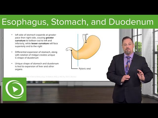 Foregut Development: Esophagus & Stomach – Embryology | Lecturio