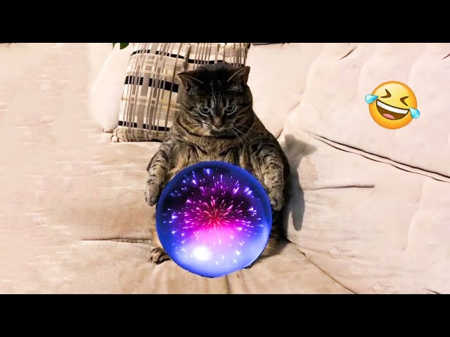 Funniest Cats 2024 🤣 Best Funny Cats Videos Of The week 😻13