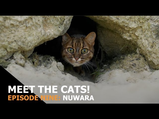 Meet the Cats! Episode Nine: Nuwara