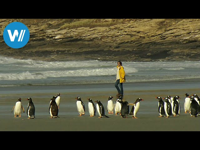 Falklandinseln - Pinguine auf dem Vormarsch (360° - GEO Reportage)