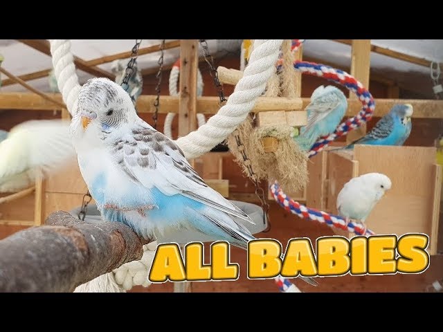 My Aviaries Today 31st July 2019 - All New Babies and More
