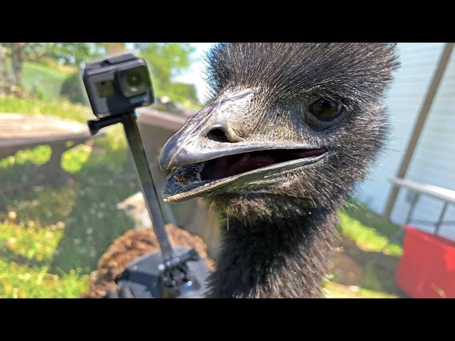 What does an emu do all day? Our GoPro found out.