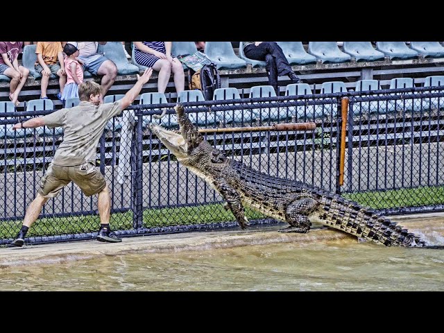 Australia Zoo Croc Show | Robert Iwrin Terri Chandler