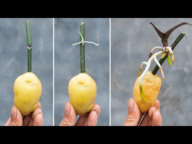 Do this with your orchid, Roots and sprouts grow uncontrollably