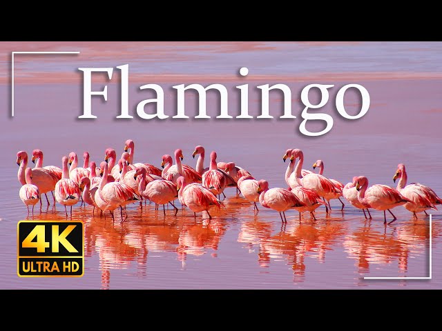 Pink Flamingo 4K Video Ultra HD | Most Beautiful Birds in the World