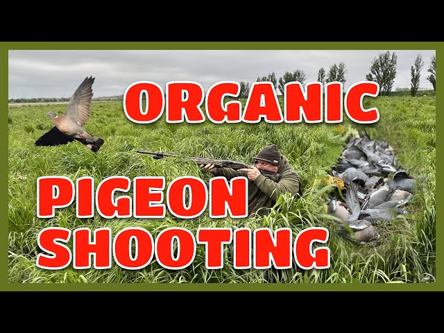 Shooting pigeons over  organic cauliflower  with No hide Just a hole & my Beretta A400 ACTION PACKED