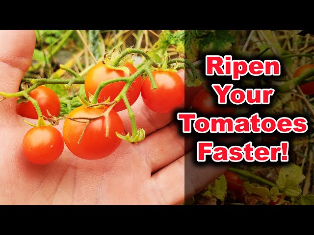 How To Ripen Tomatoes On The Vine Faster In 2020!