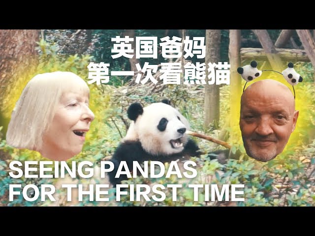CHENGDU My Parents see Pandas for the first time ever