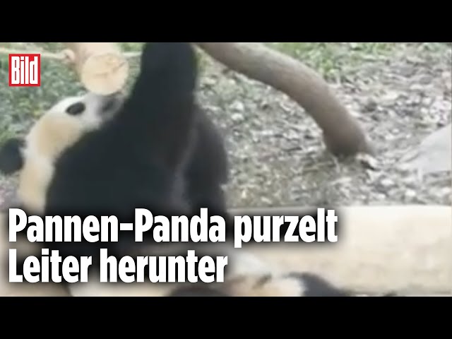 Zoo-Panne: Panda verliert das Gleichgewicht