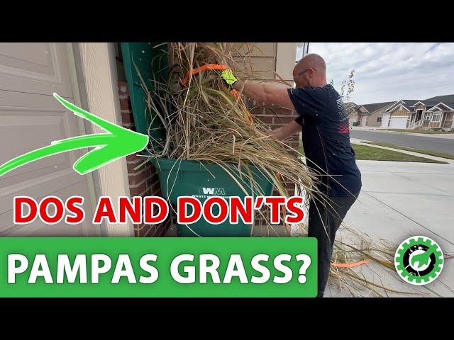 Pampas Grass: What To Do and What NOT To Do when cutting down your pampas grass.