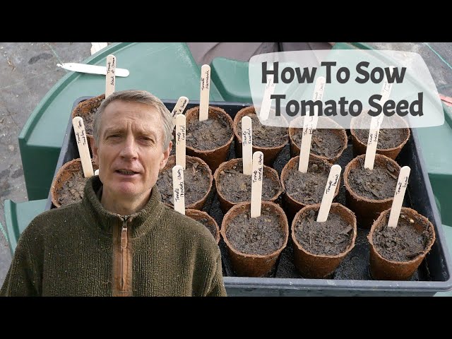 How To Sow Tomato Seed - A complete guide to successful germination for healthy tomato seedlings