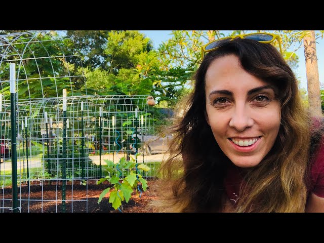 Early Fall Vegetable Garden Tour | Florida Vegetable Garden