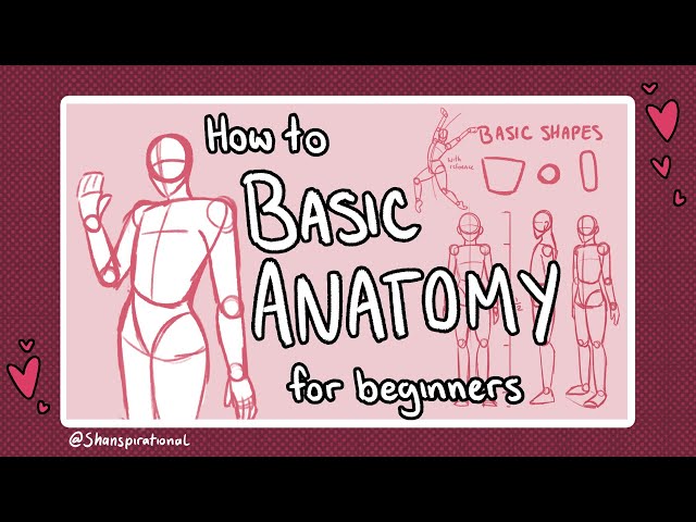How to Draw Basic Anatomy