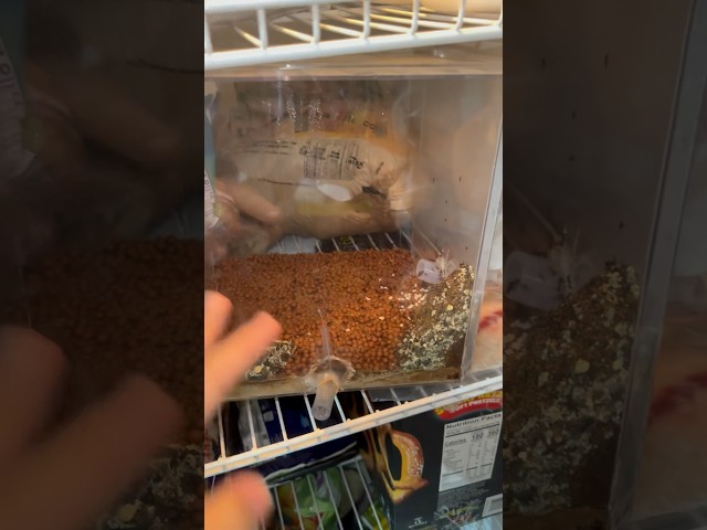 I put my ant farm in the freezer