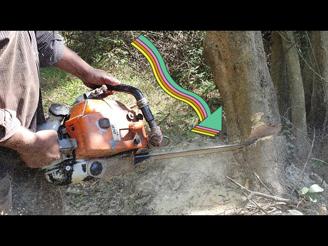 Wood Cutting Machine Chainsaw STIHL MS070 Felling Over 50 Years Tree