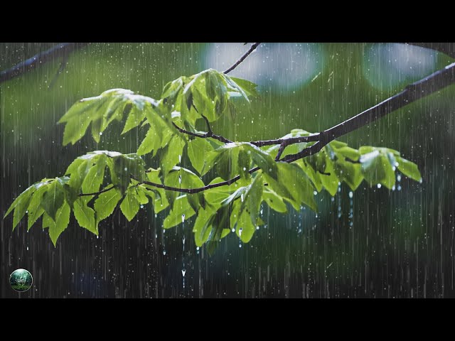 Peaceful Piano & Soft Rain - 1 Hours of Gentle Rain, Rain Sounds for Sleeping & Relaxing Piano Music