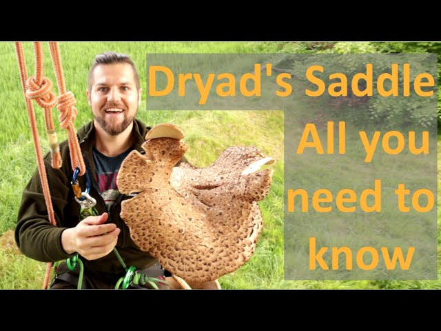 Dryad's Saddle, Cerioporus squamosus, how to identify, confusion species & how to cook it.