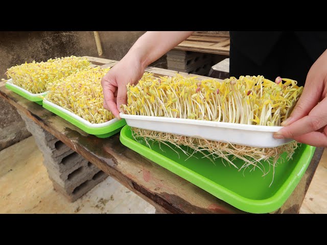 No need to water - The secret to making bean sprouts at home quickly and with little effort