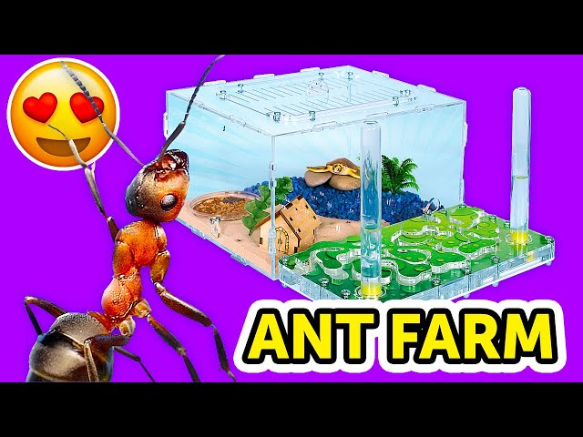 Building An ANT FARM AT HOME || How To Build an Ant Farm And Make Ants Happy