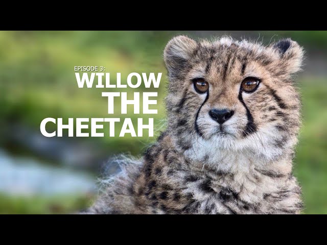 A Perfect Day | Ep 3: "Willow the Cheetah"