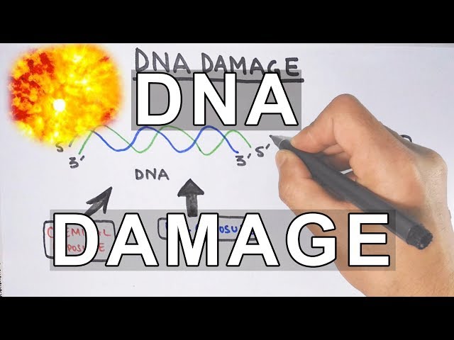 Overview of DNA Damage