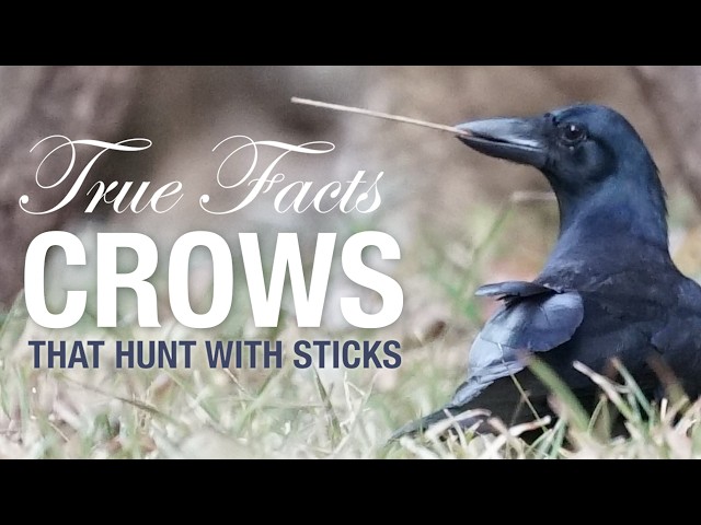 True Facts: Crows That Hunt With Sticks