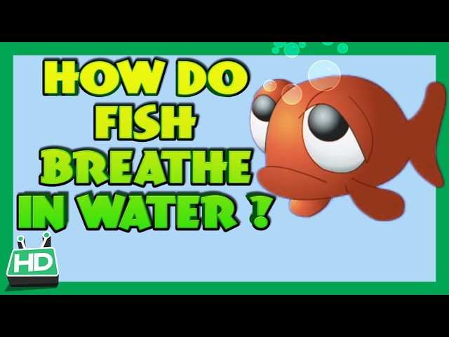 How Do Fish Breathe In Water?
