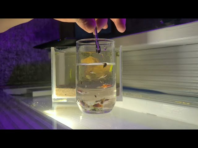How to Make Your Own Aquarium Nano Tank for Fish | DIY Guide / @algutime