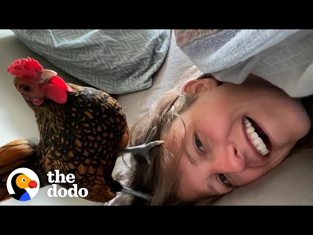 Wild Rooster Walks Into Couple's House And Decides To Stay | The Dodo Soulmates